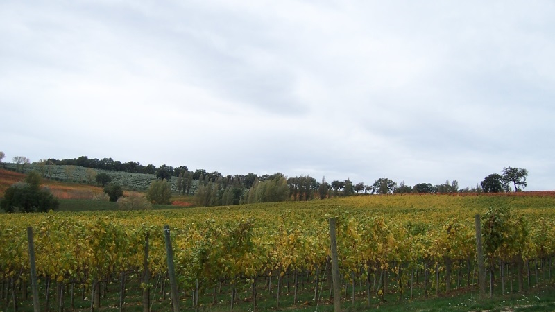 Vigneti di Sagrantino in autunno