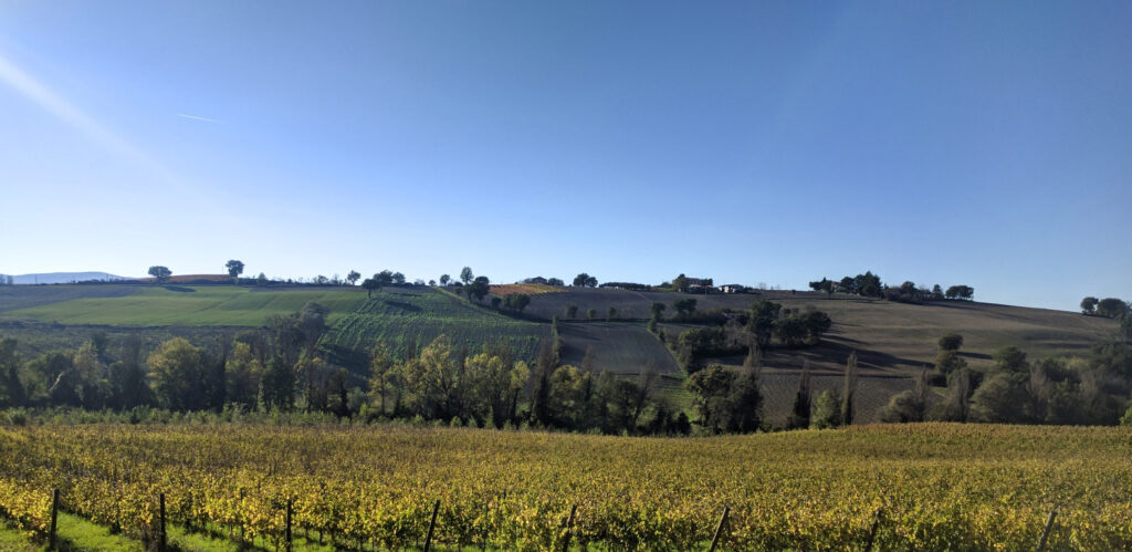 Vigneto di Sagrantino