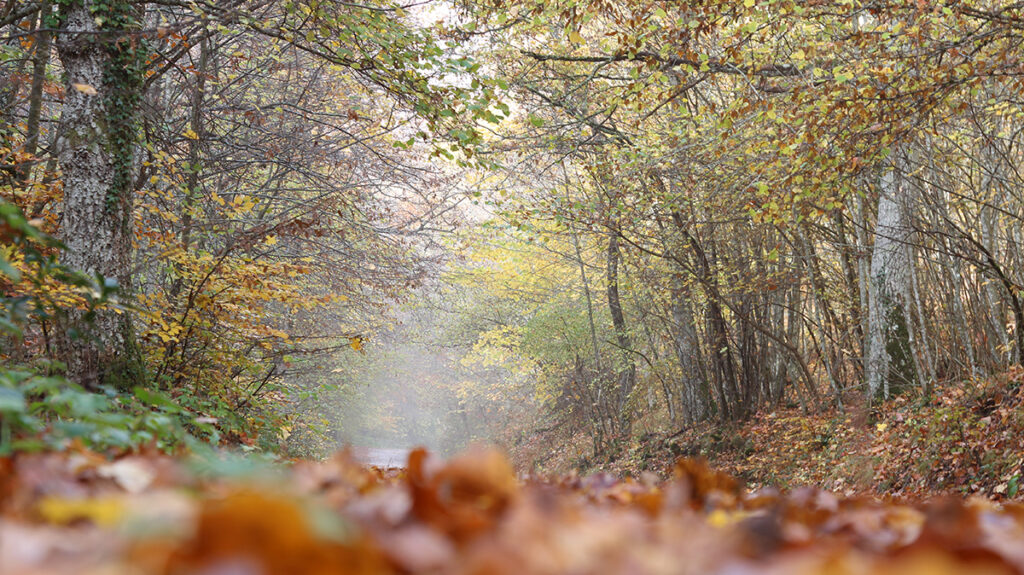 foliage in umbria